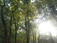 -昆山城市生态森林公园