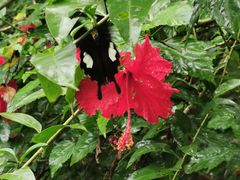 -西双版纳原始森林公园