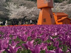 -苏州上方山国家森林公园
