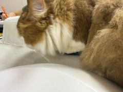 -瑞鹏宠物医院·骨科·猫科·内科(第一中心)