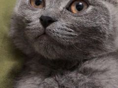 -lincat·猫舍(广州店)