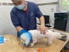 -伟伟宠物医院·CT影像中心·瑞派犬猫综合性门诊(汉口总院)