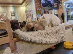 -猫小院猫主题咖啡厅(北锣店)