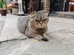 -牛背梁国家森林公园