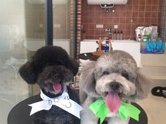 iphone_upload_pic-Oh My Dog宠物沙龙(伊珊娜皮毛护理店)