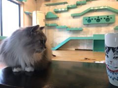 -萌喵宠狗爱心宠咖