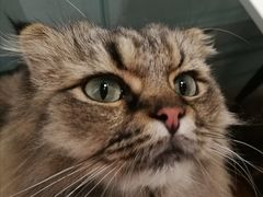 -安格丽娜·狗咖·猫咖羊驼咖(春熙路百盛商场店)
