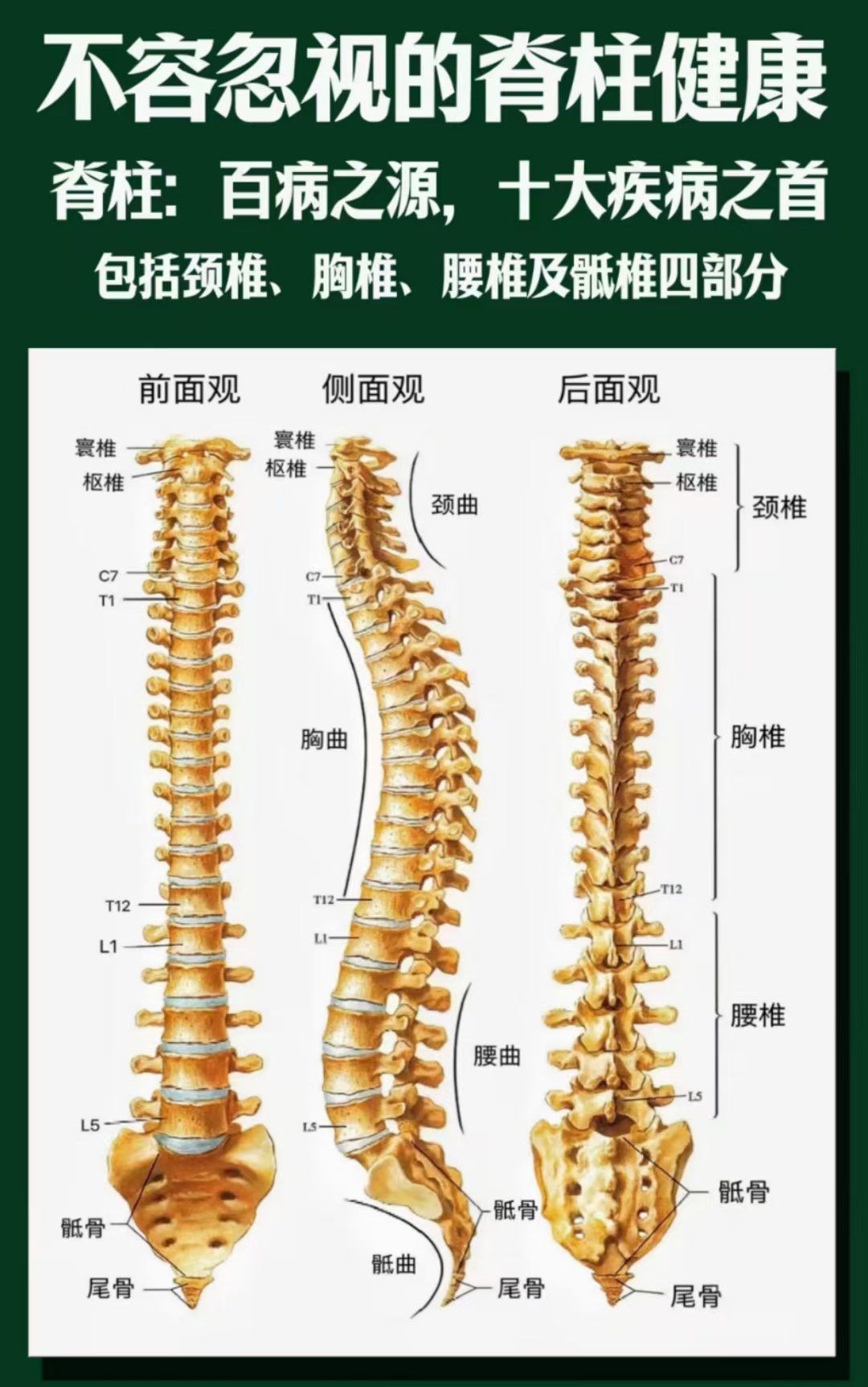 脊柱:百病之源,十大疾病之首