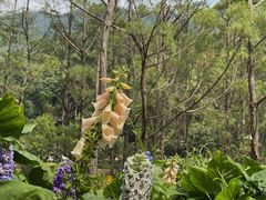 -深圳仙湖植物园