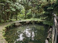 -天目山大树王景区