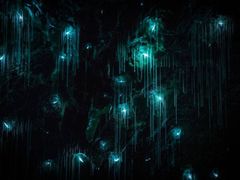 -怀托摩萤火虫洞