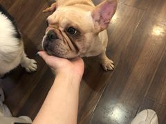 -柯斗斗主题餐厅·狗咖·围炉煮茶·茶饮(国瑞升平里店)