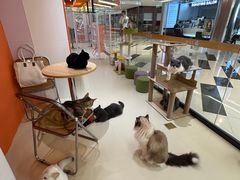 -三花喵·撸猫购宠·宠物生活馆(虹桥南丰城店)