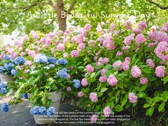 -上海滨江森林公园