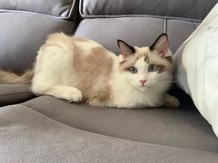 -派多格宠物·购宠(靛厂路店)