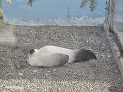 -青藏高原野生动物园