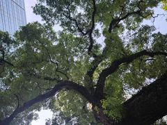 -九龙公园
