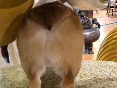 -more than meow吴止猫主题餐厅(承德 中船汇店)