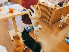 -豆柴町-柴犬主题狗咖(红鼎国际C座店)