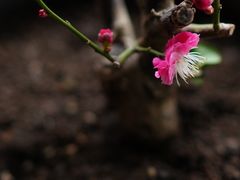 -双季花艺园艺市场(浦东店)