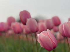 -杭州湾海上花田景区