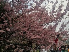 -南山植物园