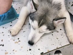 -Husky Go!哈士奇体验馆·宠物咖啡厅狗咖
