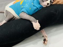 -糯米喵星人·撸猫猫舍咖啡馆(西市场嘉华店)