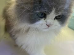 -小猫来了·猫舍(红山六九七九店)