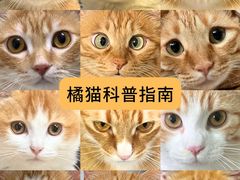 -lincat·猫舍(广州店)