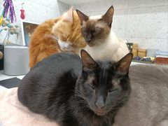 -喵园·猫主题咖啡厅·撸猫·猫咖(国贸店)