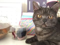 -达爱动物医院·犬猫分区·CT·复杂眼科(远洋山水分院)