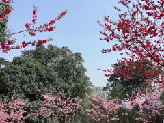 -南山植物园