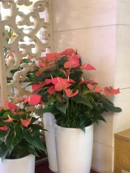 -武汉五洲整形外科医院