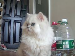 -喵百万·布偶·蓝金金渐层英短·猫舍(百子湾店)