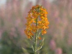 -中国天府农业博览园