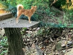 -杭州半山国家森林公园