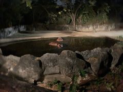 -清迈夜间动物园