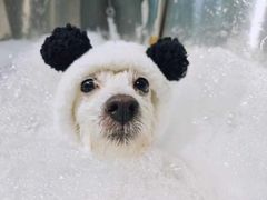 -PETKIT小佩宠物(古北店)