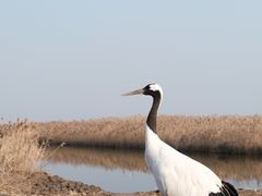 -盐城丹顶鹤湿地生态旅游区