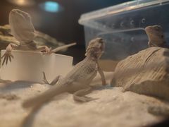 -帕帕拉兹宠物(亚洲旗舰店)