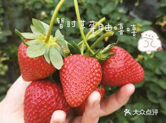 好羡慕闺蜜在广东摘的，才20一斤！