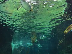 -悉尼海洋生物水族馆