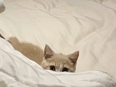 -东方名猫馆·英短金渐层布偶猫舍(环线广场1号楼店)