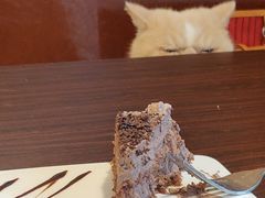 -喵园·猫主题咖啡厅·撸猫·猫咖(国贸店)