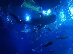 -成都浩海立方海洋公园