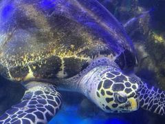 -太平洋海底世界