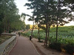 -丁香湖公园