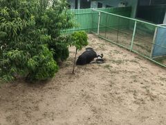 -西霞口神雕山野生动物世界