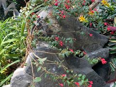 -南山植物园
